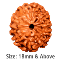 10 Mukhi Rudraksha (Indonesian Collector)